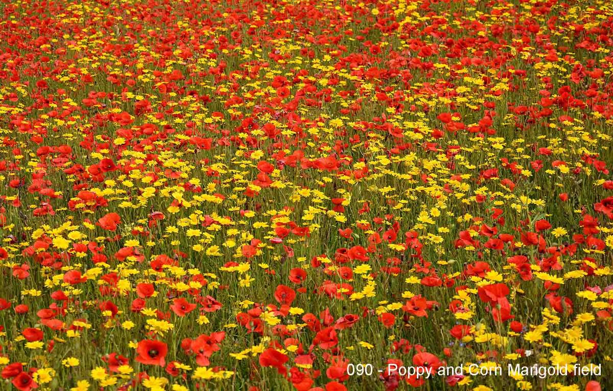090 - Poppy and Corn Marigold field